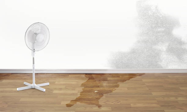 Best Carpet water damage restoration  in Mabank, TX